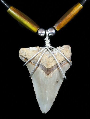 Fossil Angustiden Tooth Necklace - Megalodon Ancestor #47783